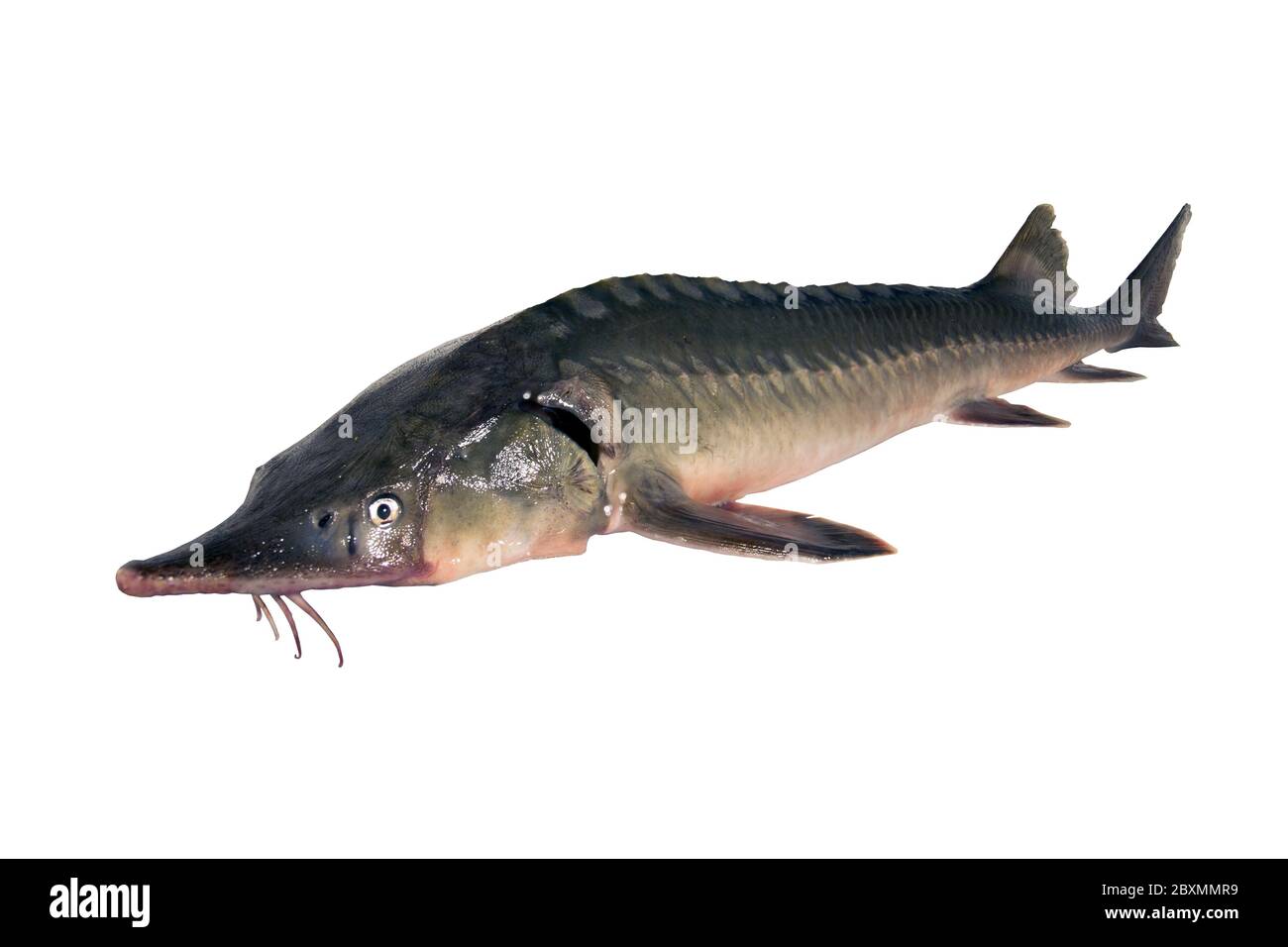 Sturgeon fish isolated on a white backgrounde. Left view. Fresh fish Stock Photo