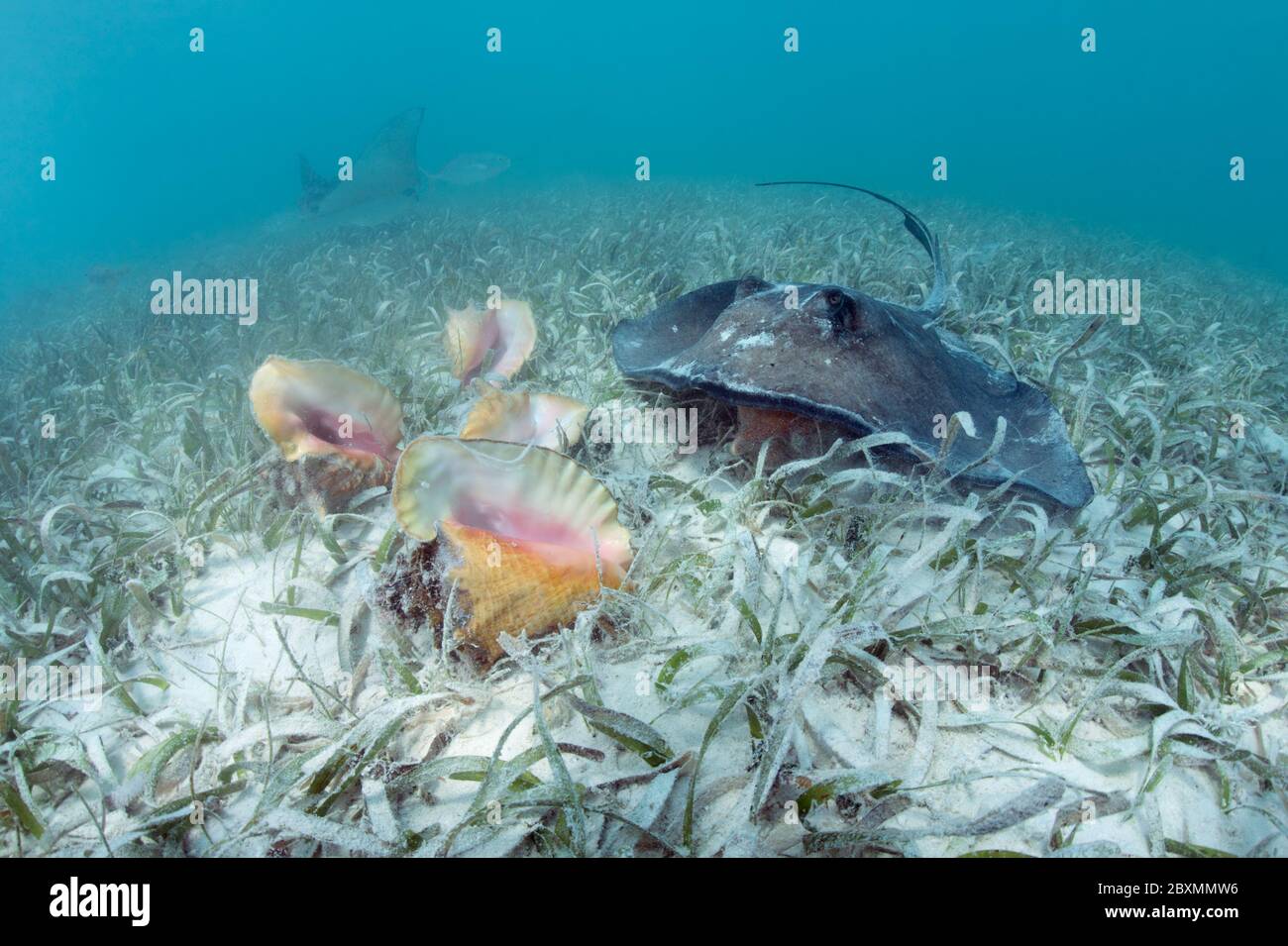 Southern stingray is feeding on queen conch shell in the seagrass meadow at the Silky Caye, Belize. Stock Photo