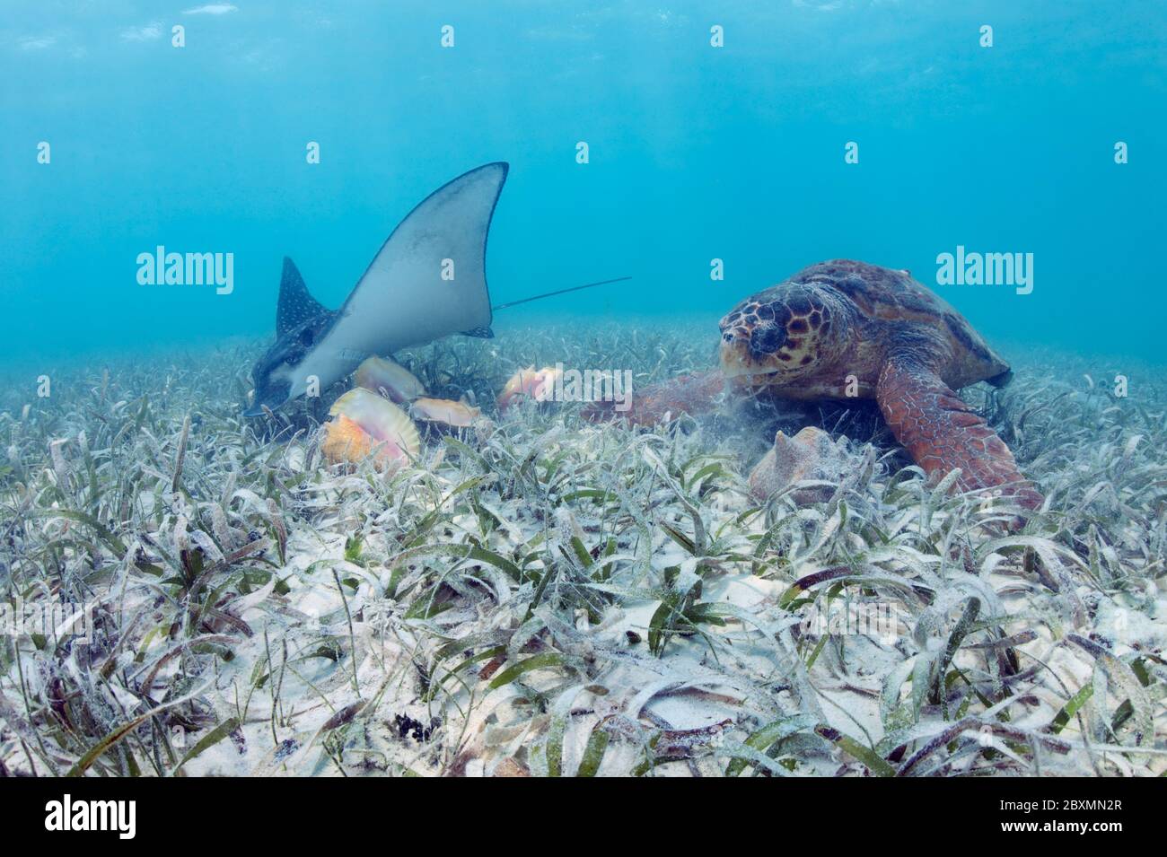 Loggerhead seaturtle is feeding on the queen conch in the sea grass at Belize Barrier Reef. Stock Photo