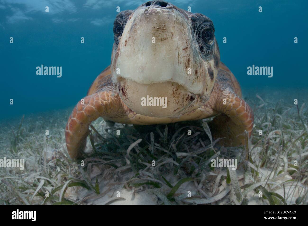 Huge loggerhead sea turtle portrait Stock Photo