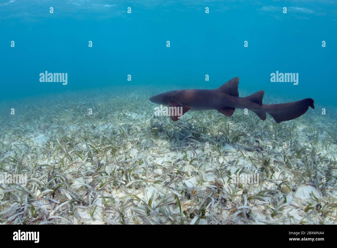 The nurse shark (Ginglymostoma cirratum) is swimming over the seagrass meadow at Silky Caye, Belize. Stock Photo