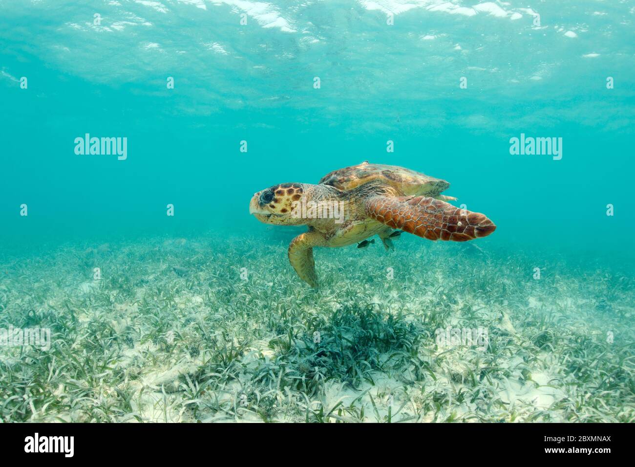 Loggerhead seaturtle is swimming underwater at the Belize Barrier Reef Stock Photo