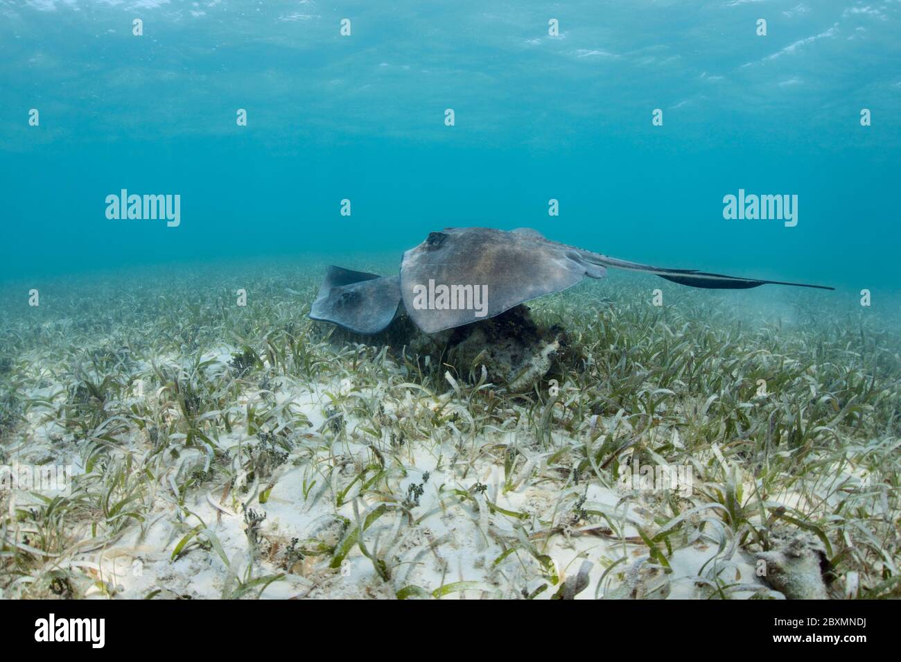 Two Southern stingrays swimming over a Seagrass meadow at Silky Caye in Belize. Stock Photo