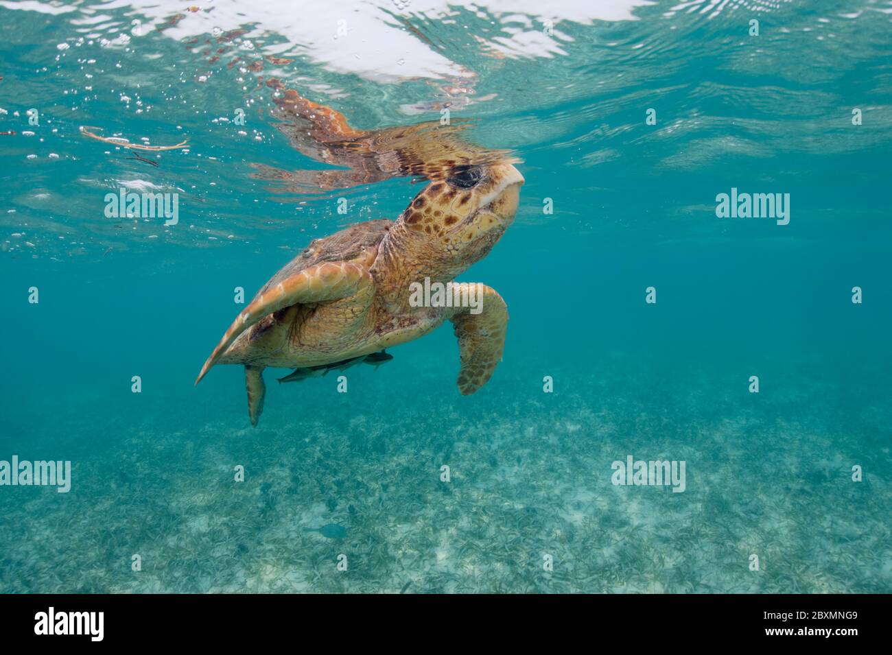 Loggerhead seaturtle is taking a breath from underwater at the Belize Barrier Reef Stock Photo