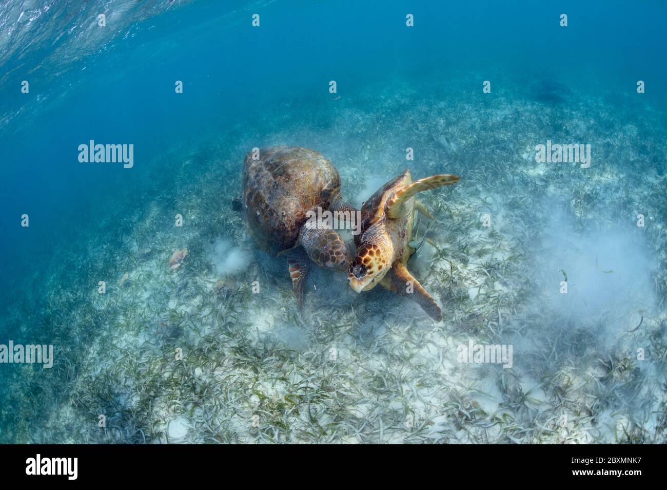 Two loggerhead seaturtles (Caretta caretta) fighting over scraps of queen conch in the sea grass of Belize Barrier Reef. Stock Photo