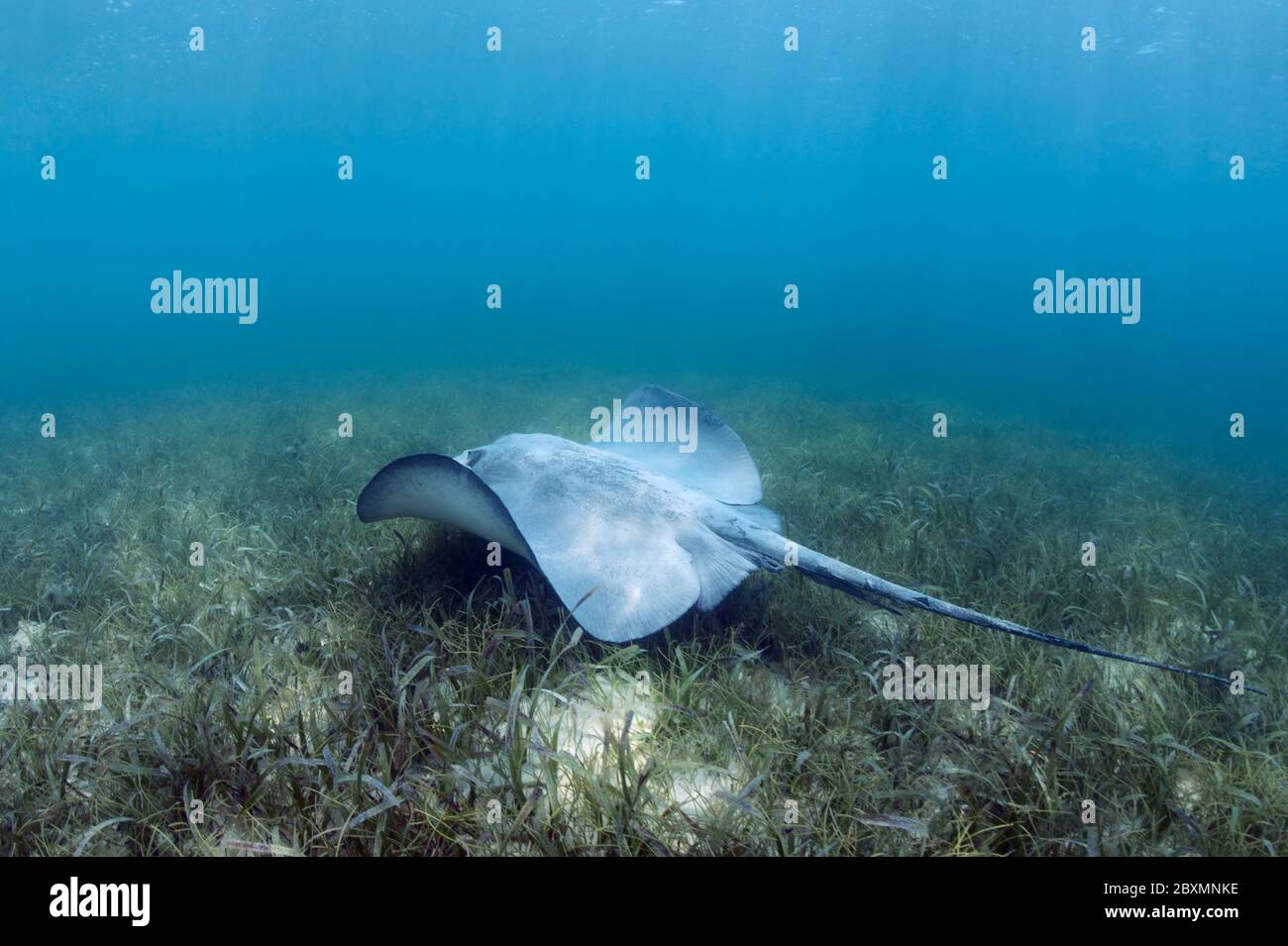 Caribbean whiptail stingray (Styracura schmardae) is swimming over the sea grass at the Belize Barrier Reef. Stock Photo