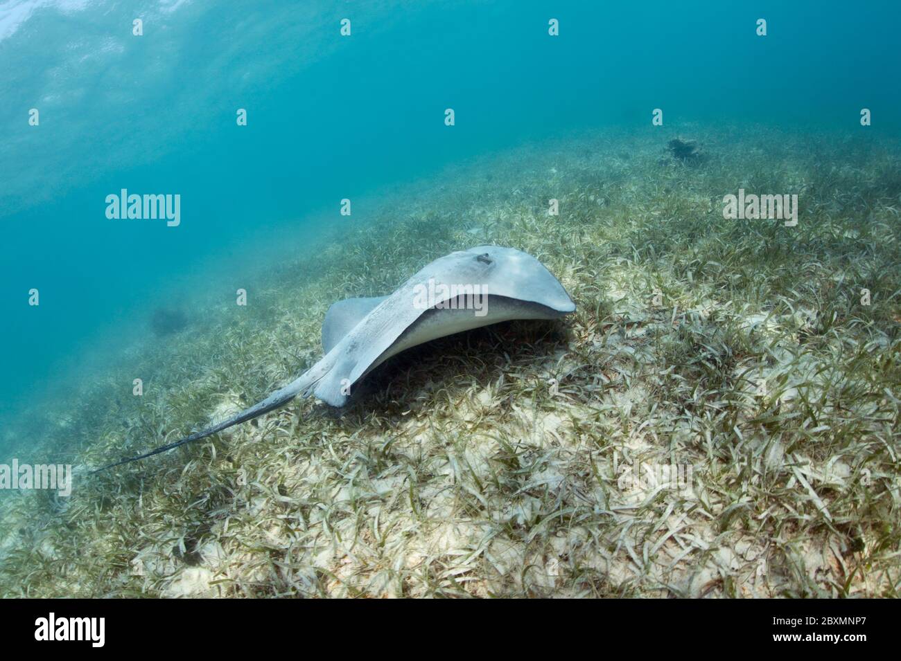 Caribbean whiptail stingray (Styracura schmardae) is swimming over the sea grass at the Belize Barrier Reef. Stock Photo