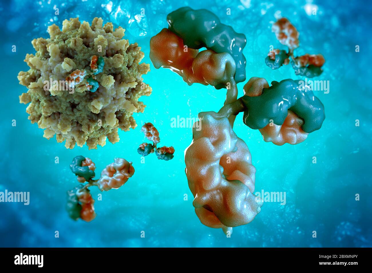 Cell and antibodies hi-res stock photography and images - Alamy