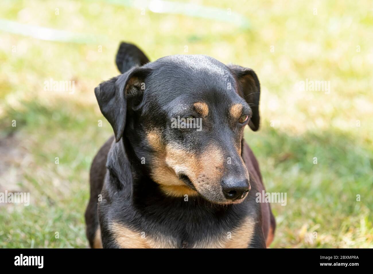 Black and tan Jack Russell Terrier posing in full body, sits in the