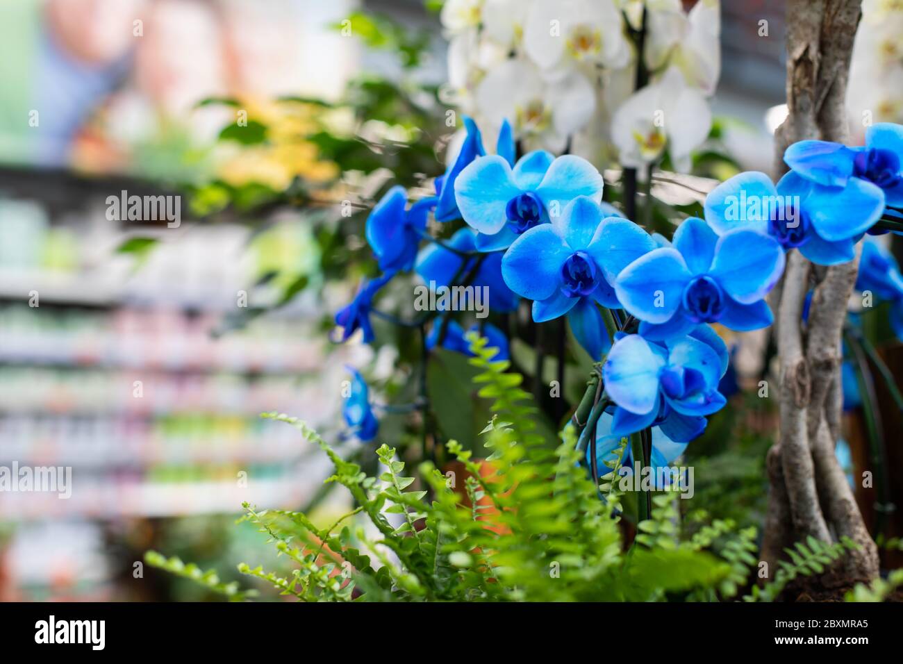 Blue flower orchid blossom floral decoration. Bright beautiful branch of a  blooming orchid, Royal Blue Phalaenopsis. Chemical blue painted orchid, art  Stock Photo - Alamy