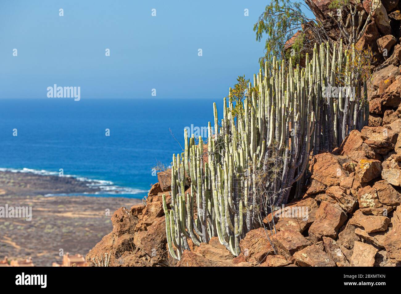 Euphorbia growing on rocky slopes of volcanic debris on Tenerife, Spain Stock Photo