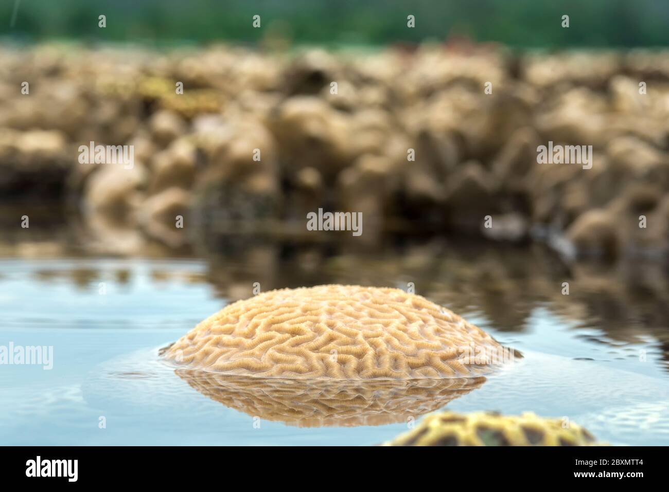 Grooved brain coral Shallow water Stock Photo