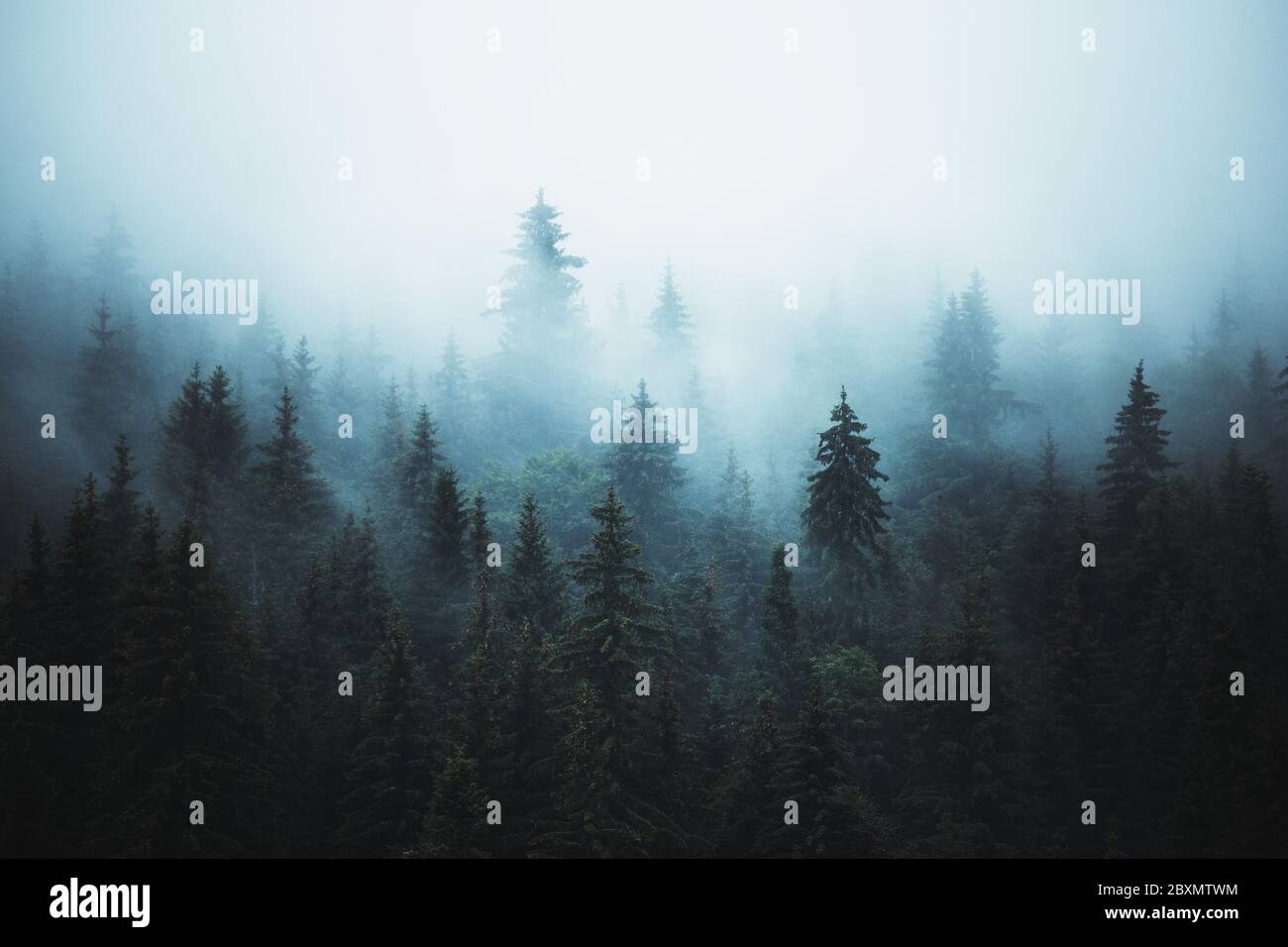 Misty landscape fir forest hi-res stock photography and images - Alamy