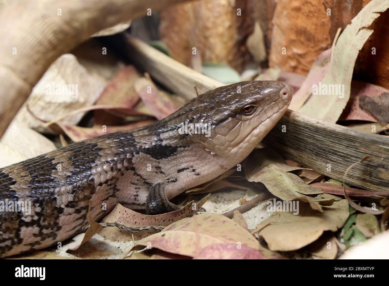 Portrait of a blue-tongued skink in a reptile house Stock Photo