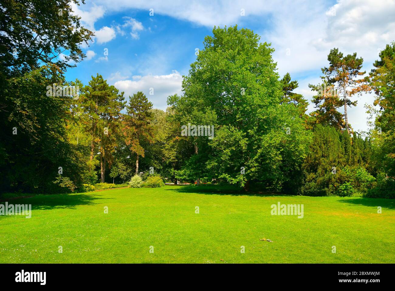 Beautiful summer garden with large green meadow and tall trees. Stock Photo