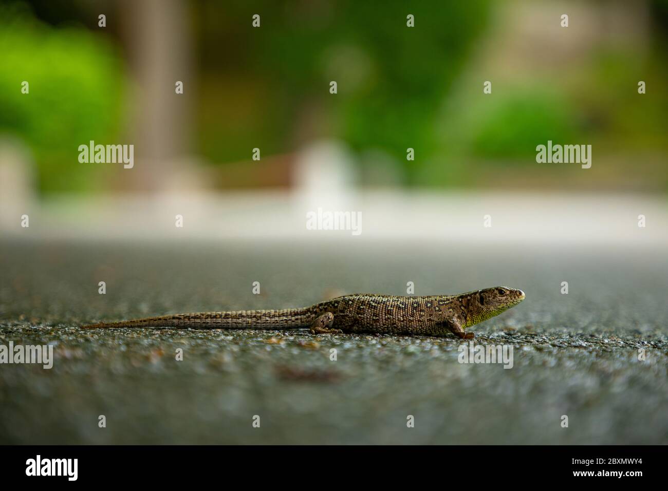 Small lizard on asphalt in park, Czech republic Stock Photo