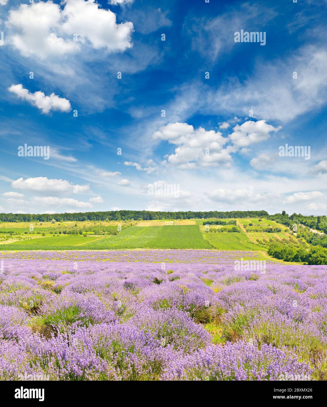 Summer lavender field and blue sky with white clouds Stock Photo