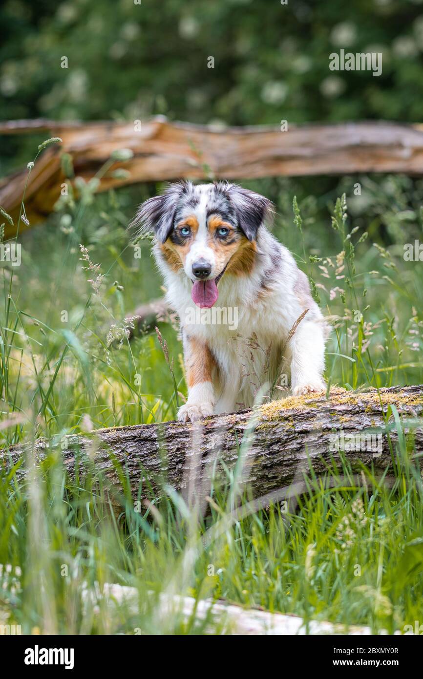 Merle german outlet shepherd