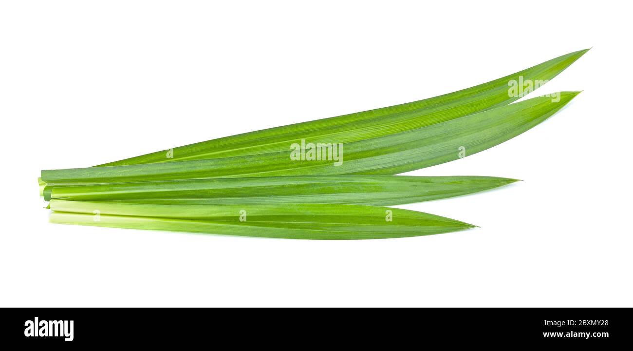 Fresh green Pandan leaves isolated on white background Stock Photo Alamy