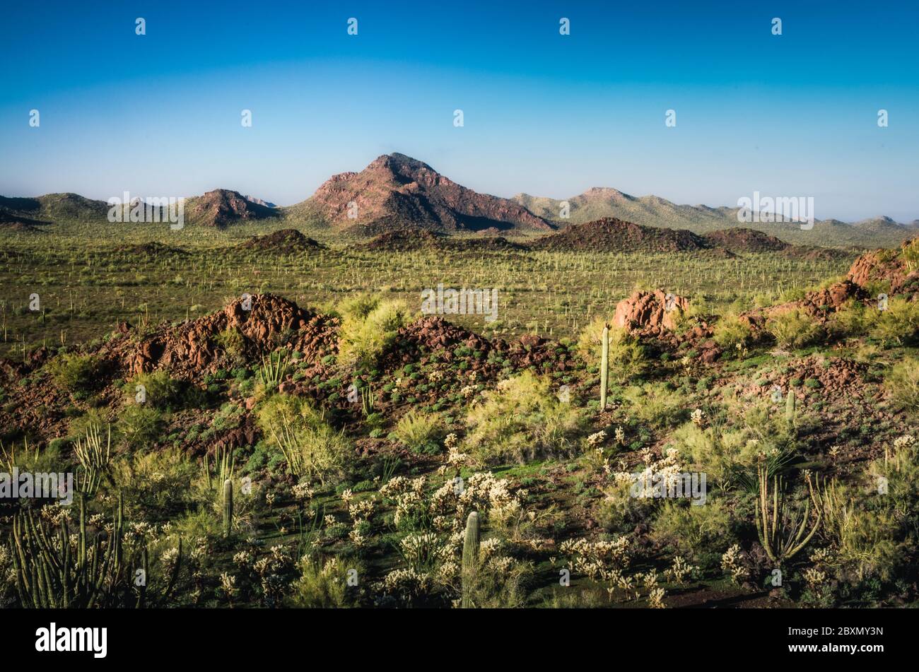 Ajo Range at Organ Pipe Cactus National Park, ont he bprder of Arizona and Mexico Stock Photo
