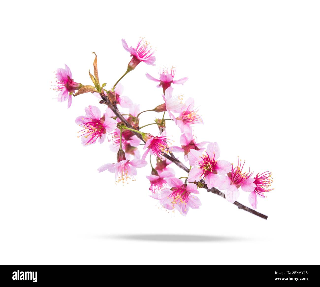 Pink Cherry blossom flowers white background Stock Photo - Alamy