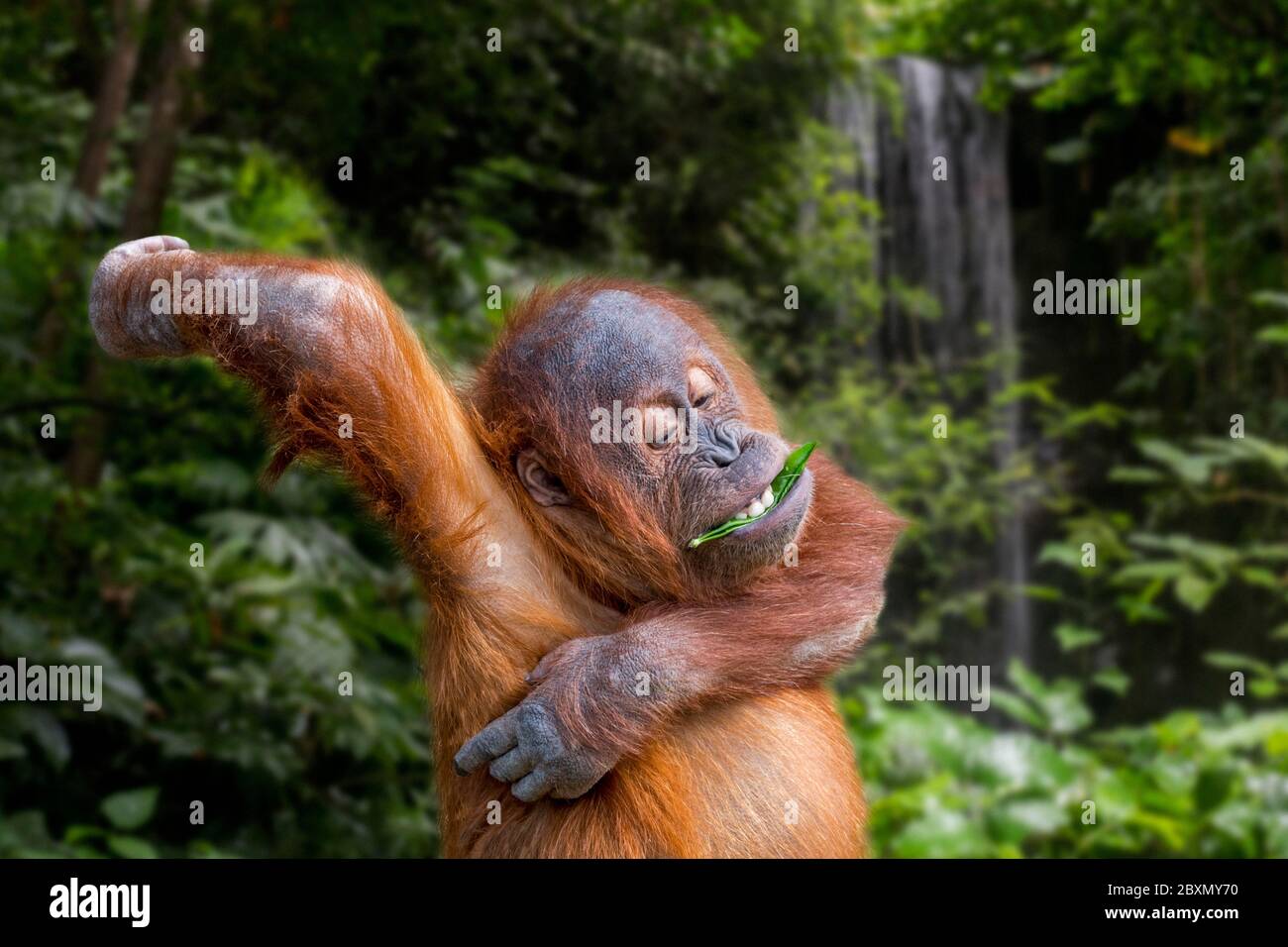 Monkeys scratch hires stock photography and images Alamy