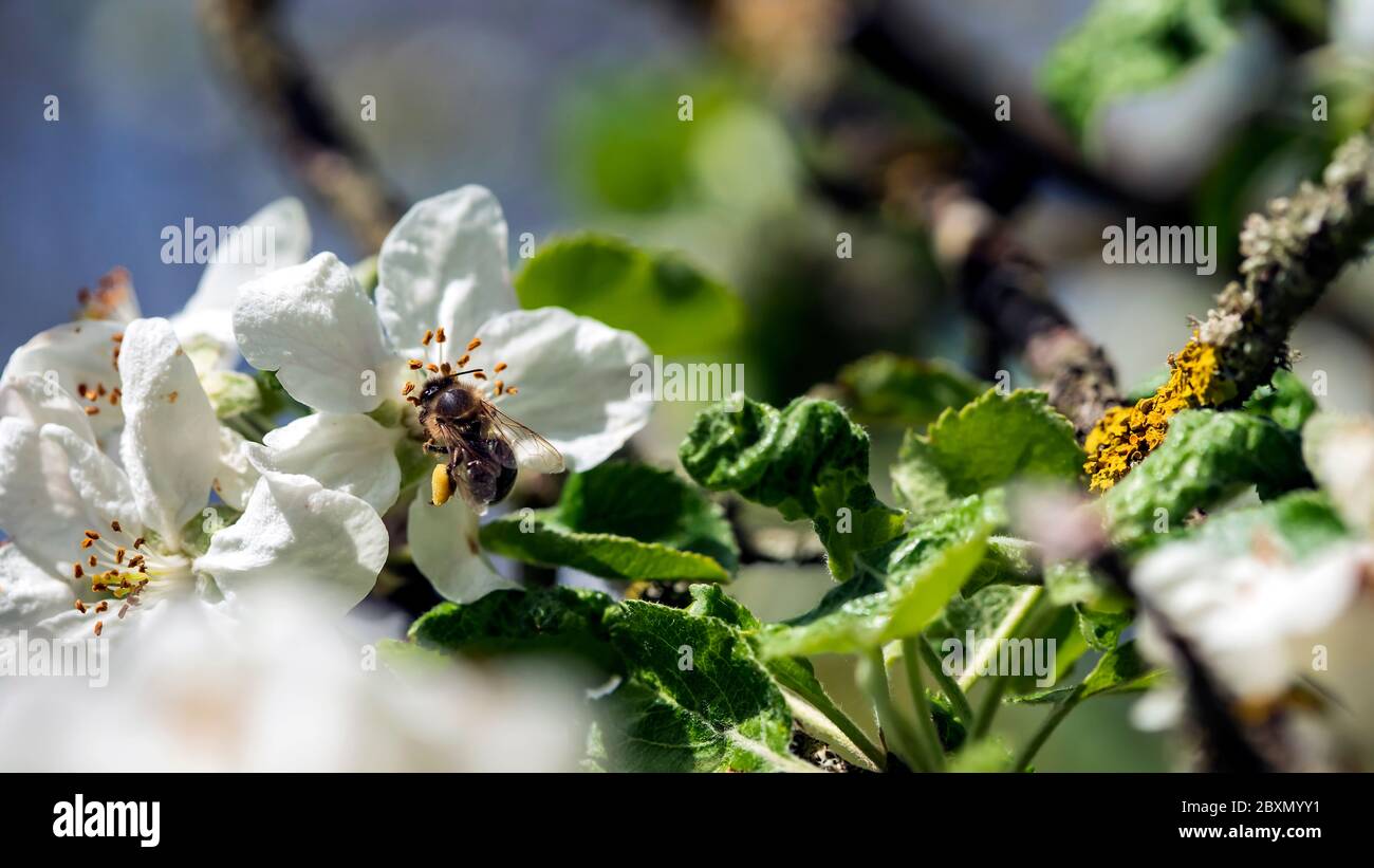 Bee harvesting apple tree flowers pollen Stock Photo Alamy