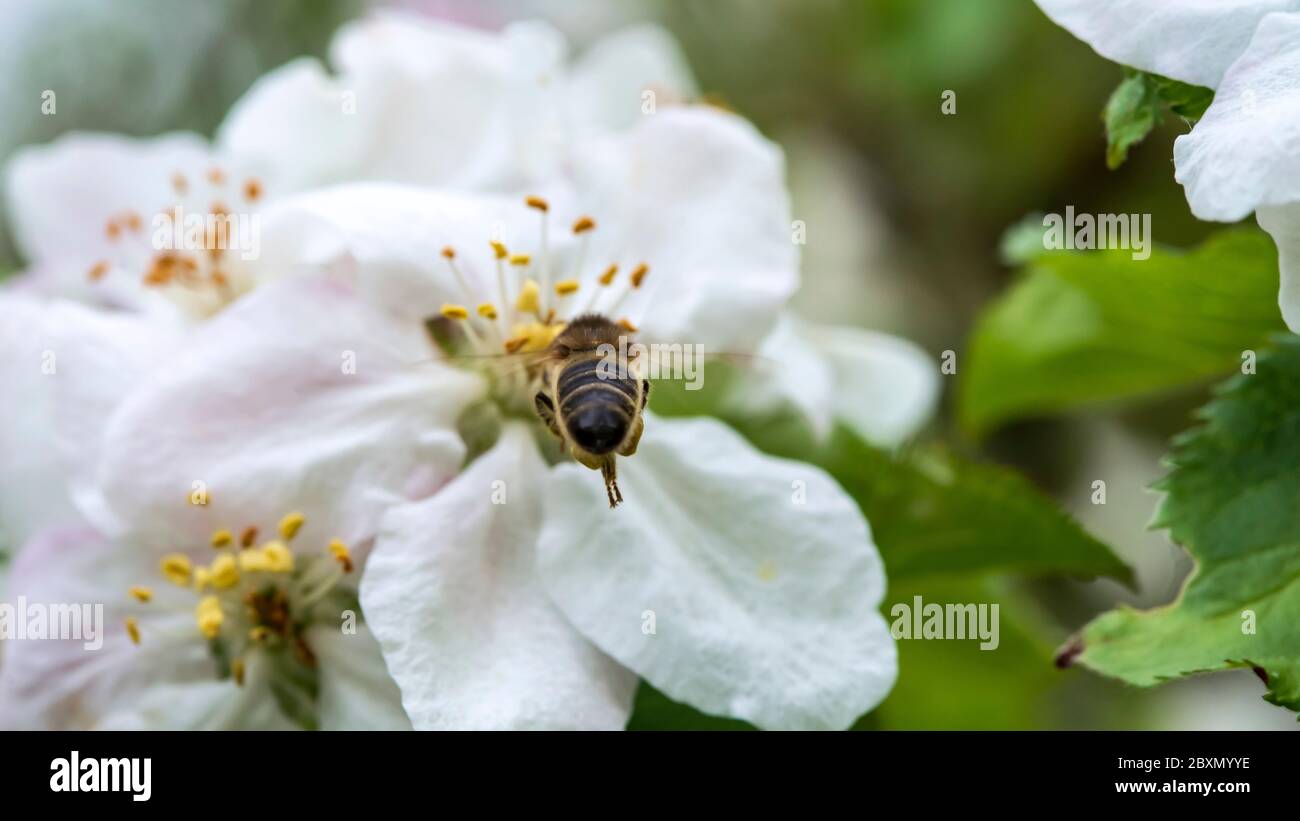 Bee harvesting apple tree flowers pollen Stock Photo Alamy