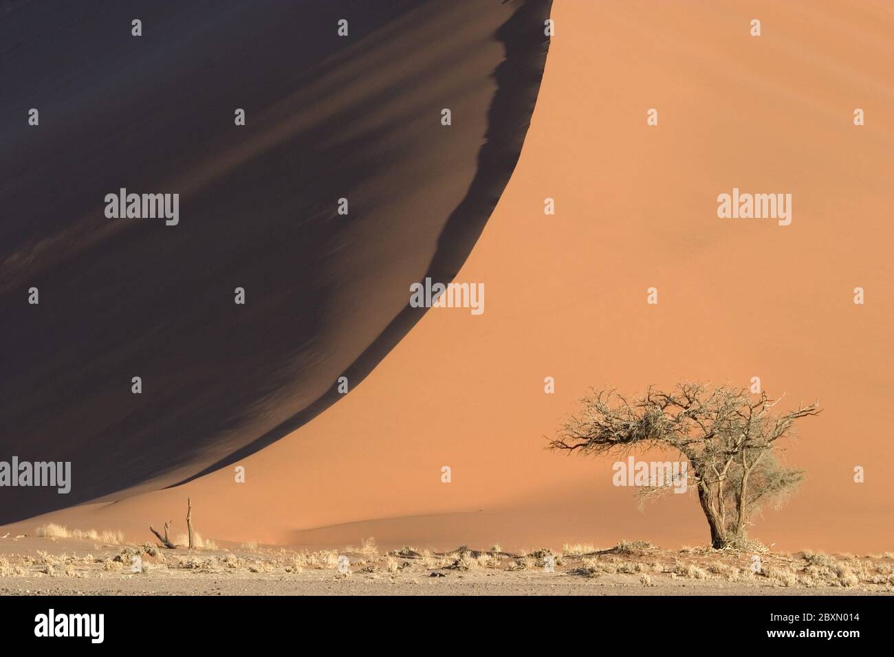 Namibia curios hi-res stock photography and images - Alamy