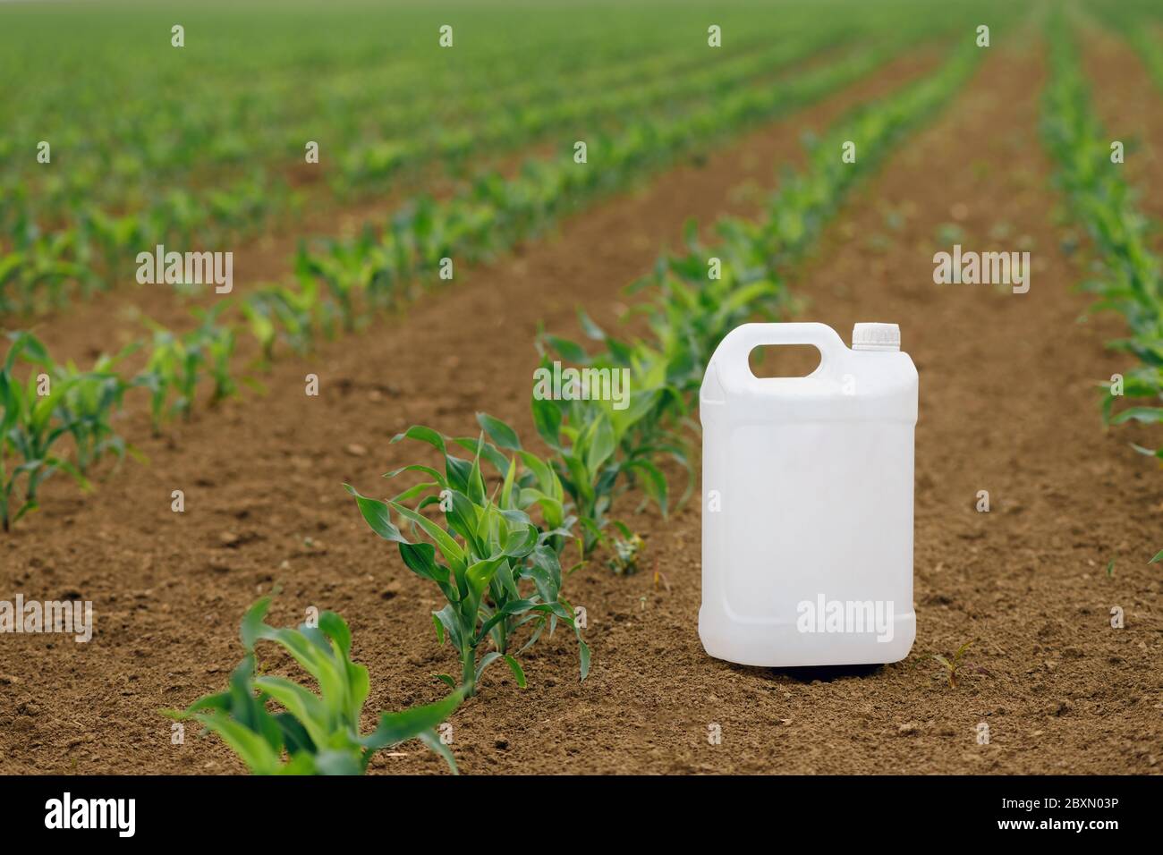 Corn pesticide canister in field, mock up image for crop protection ...
