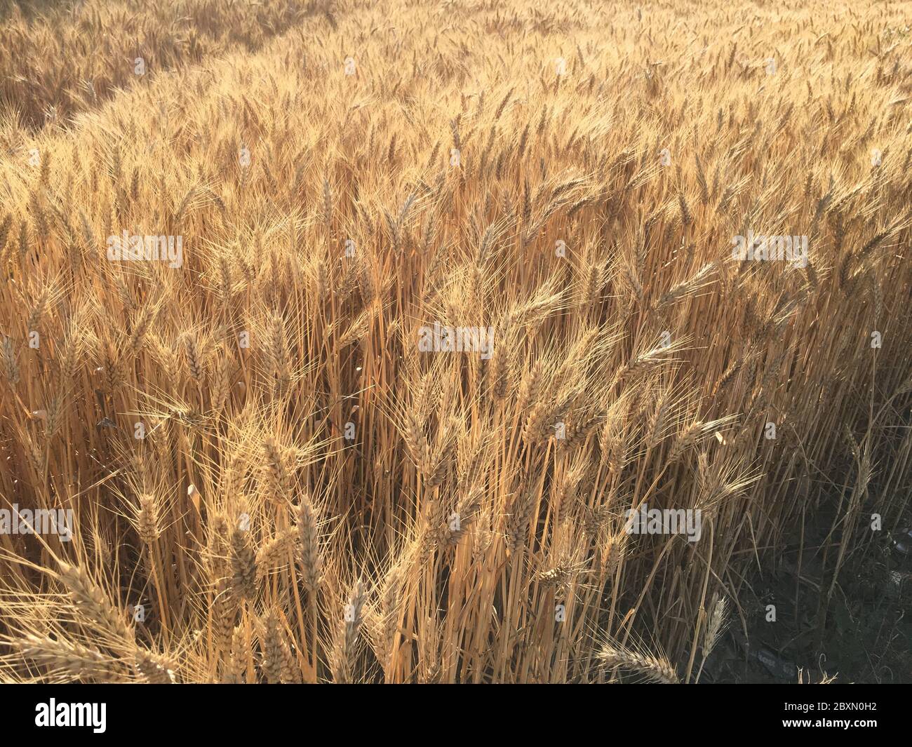 Cultivos cultivos trigo cereal hi-res stock photography and images - Alamy