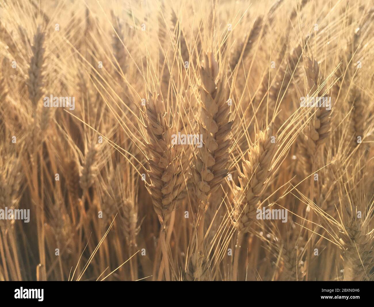 Cultivos cultivos trigo cereal hi-res stock photography and images - Alamy image.