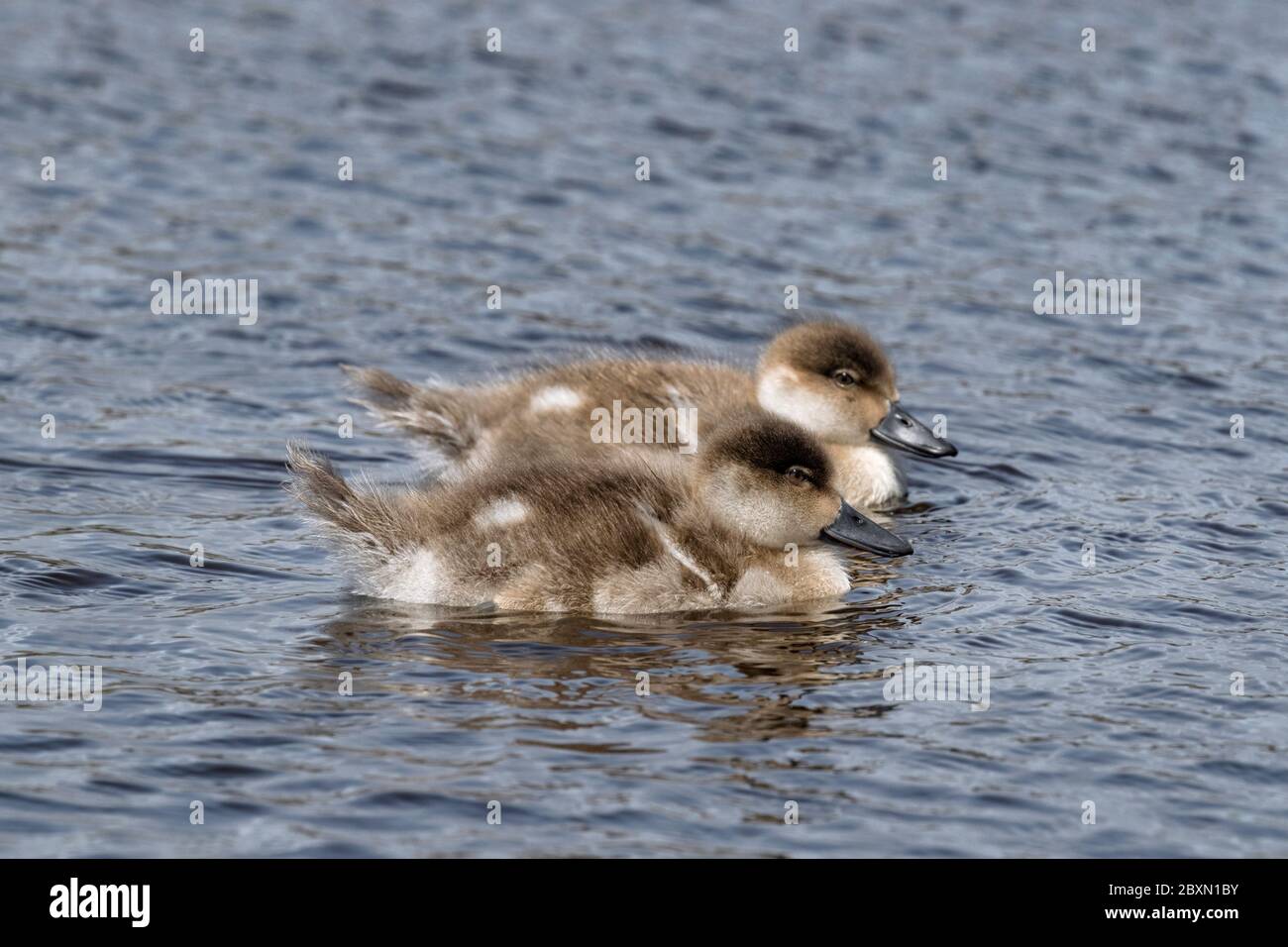 Falklands flightless Steamer ducklings Stock Photo