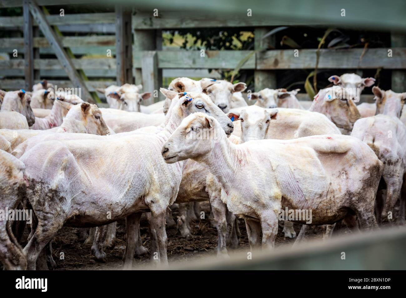 Sheep during shearing in Oamaru, New Zealand. Farm produce Merinos Wool