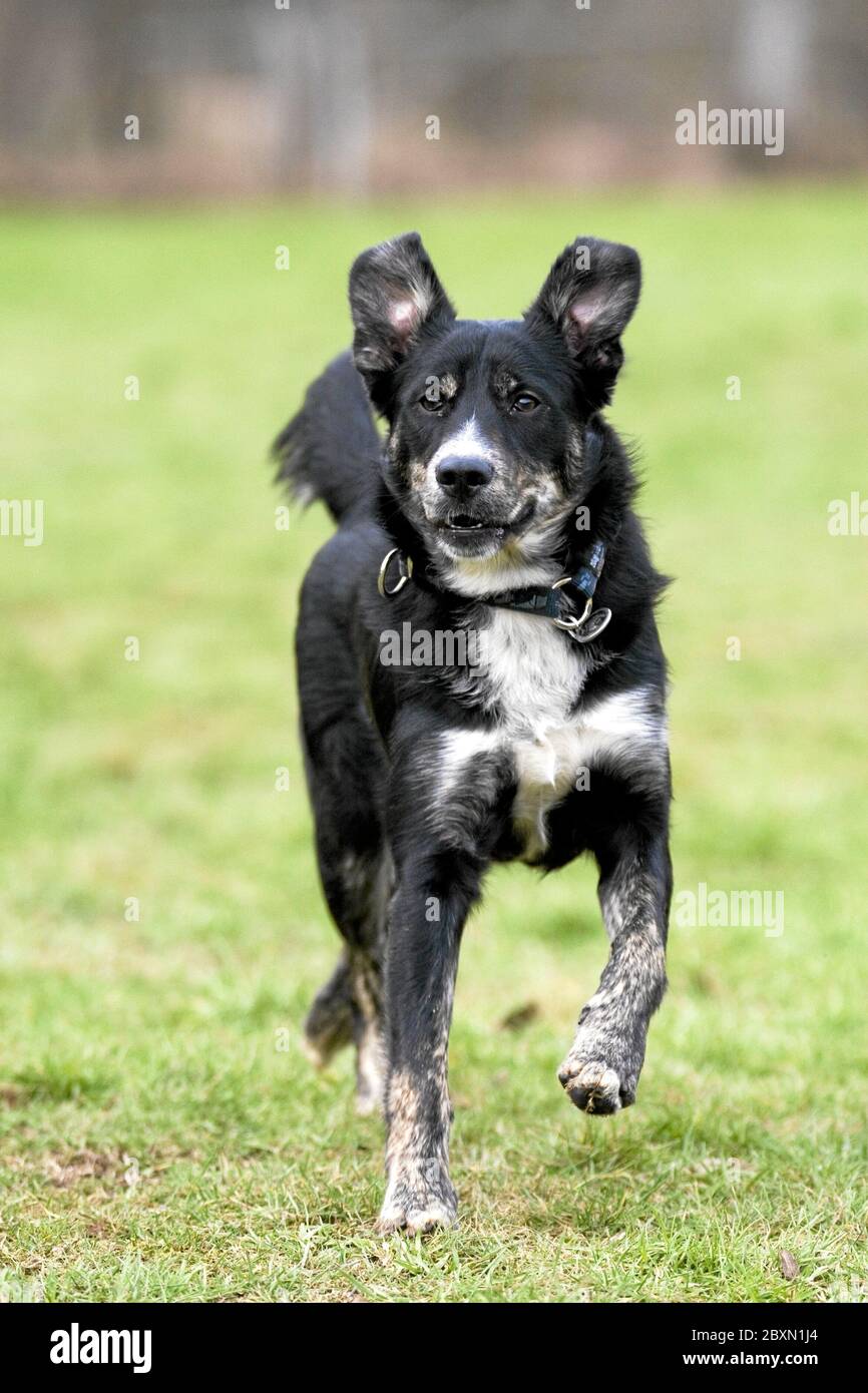LabradorAustralian Shepherd, MixedBreed Dog Stock Photo Alamy