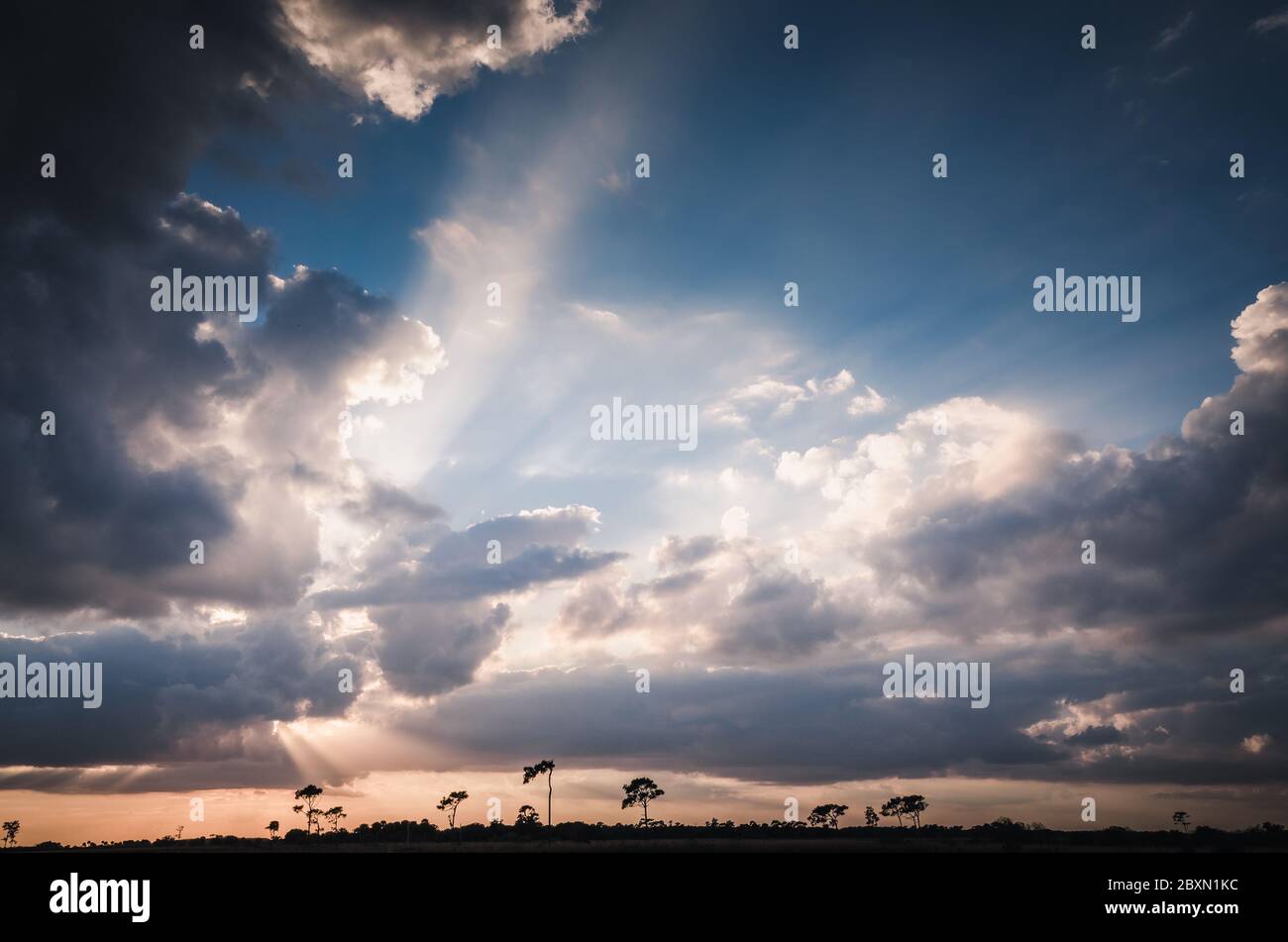Florida prairie silhouetted against a heavenly sunset. Stock Photo