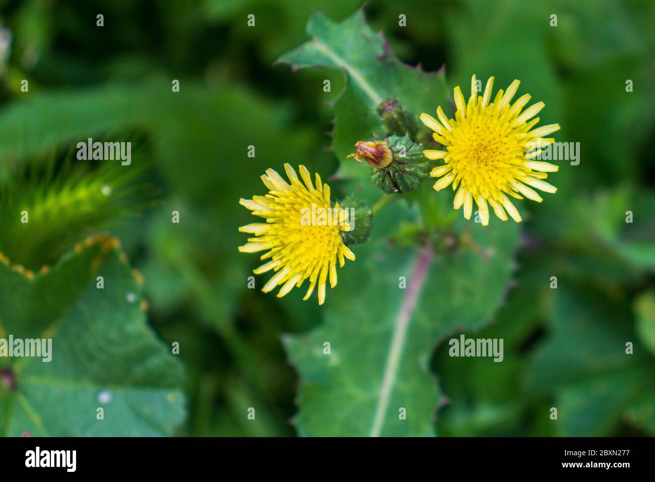 Sonchus oleraceus, Smooth Sow thistle flower Stock Photo - Alamy