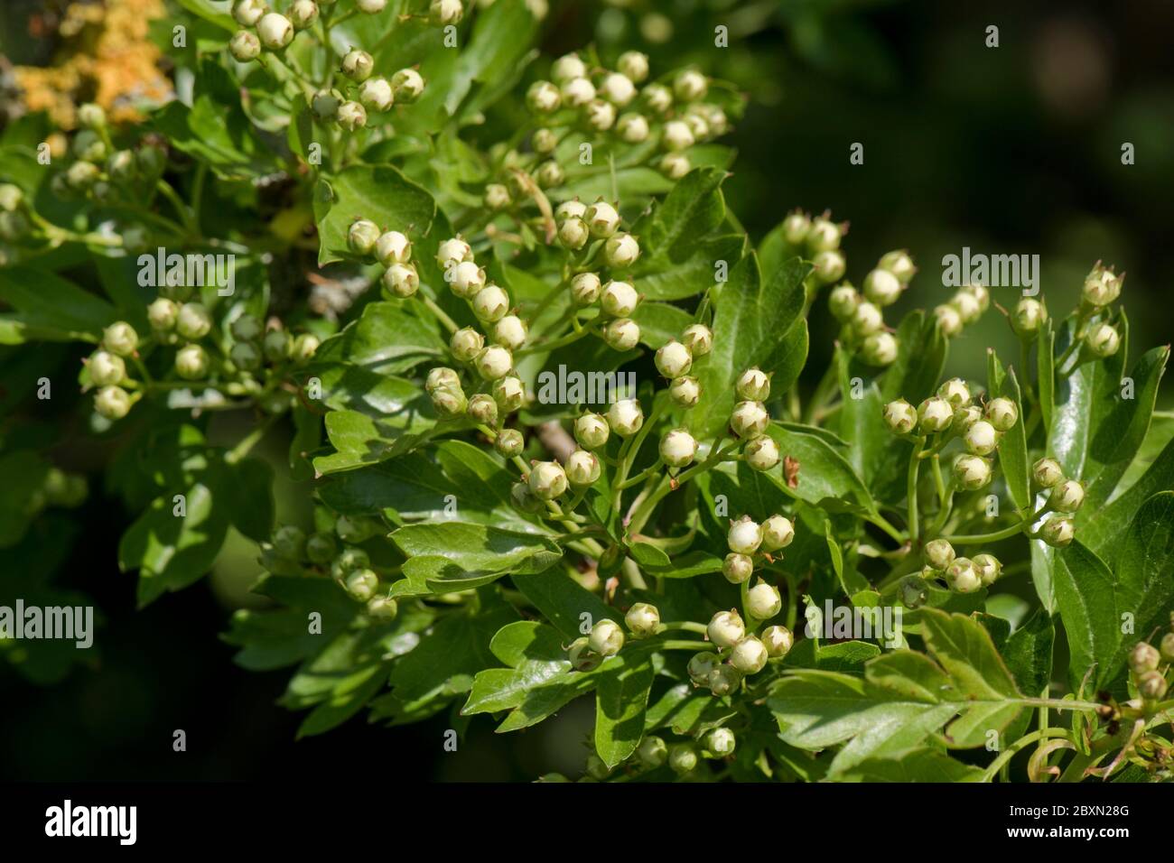 May or hawthorn blossom (Crataegus monogyna) buds white flowers on a small fragrant tree typical of spring, Berkshire, April Stock Photo