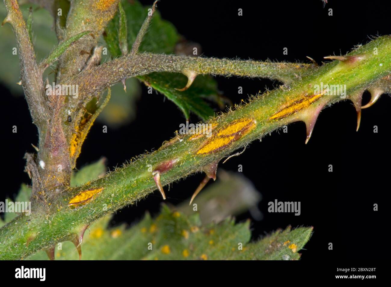 Blackberry rust (Kuehneola uredinis) lesions and orange spores on the stem of a blackberry (Rubus fructicosus), Berkshire, May Stock Photo