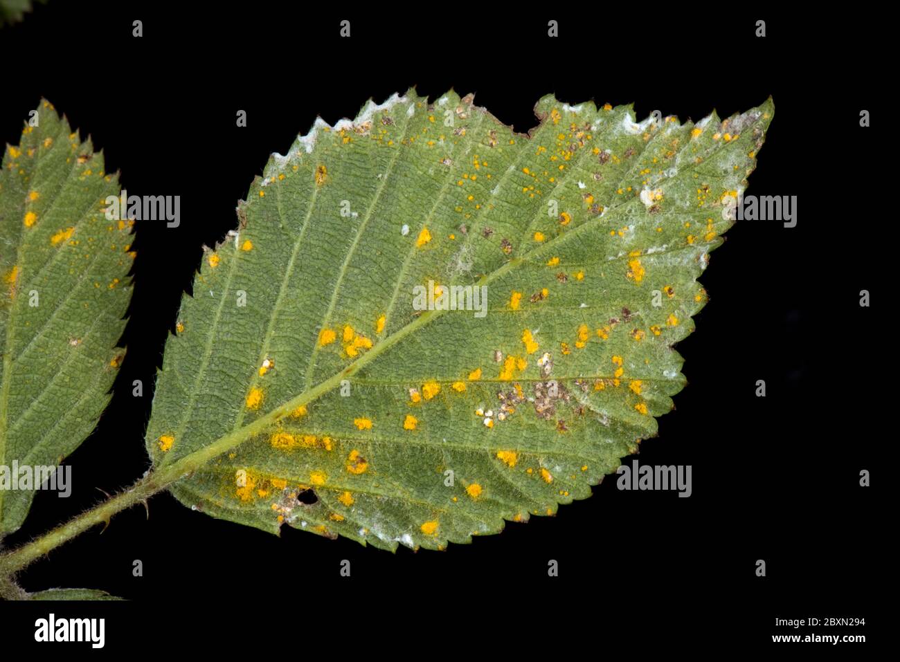 Blackberry rust (Kuehneola uredinis) lesions and orange spores on the underside of a blackberry (Rubus fructicosus) leaf, Berkshire, May Stock Photo