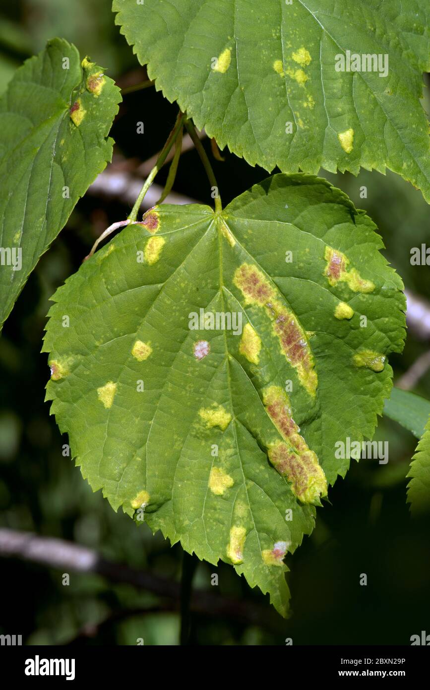 Blisters of lime felt or linden gall mite (Eriophyes leiosoma) on the upper surface of the young leaves of small-leaved lime (Tilia cordata) Stock Photo
