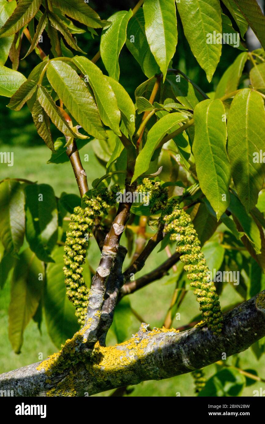 Male catkins on a walnut tree (Juglans regia) with young leaves in spring, Berkshire, May Stock Photo