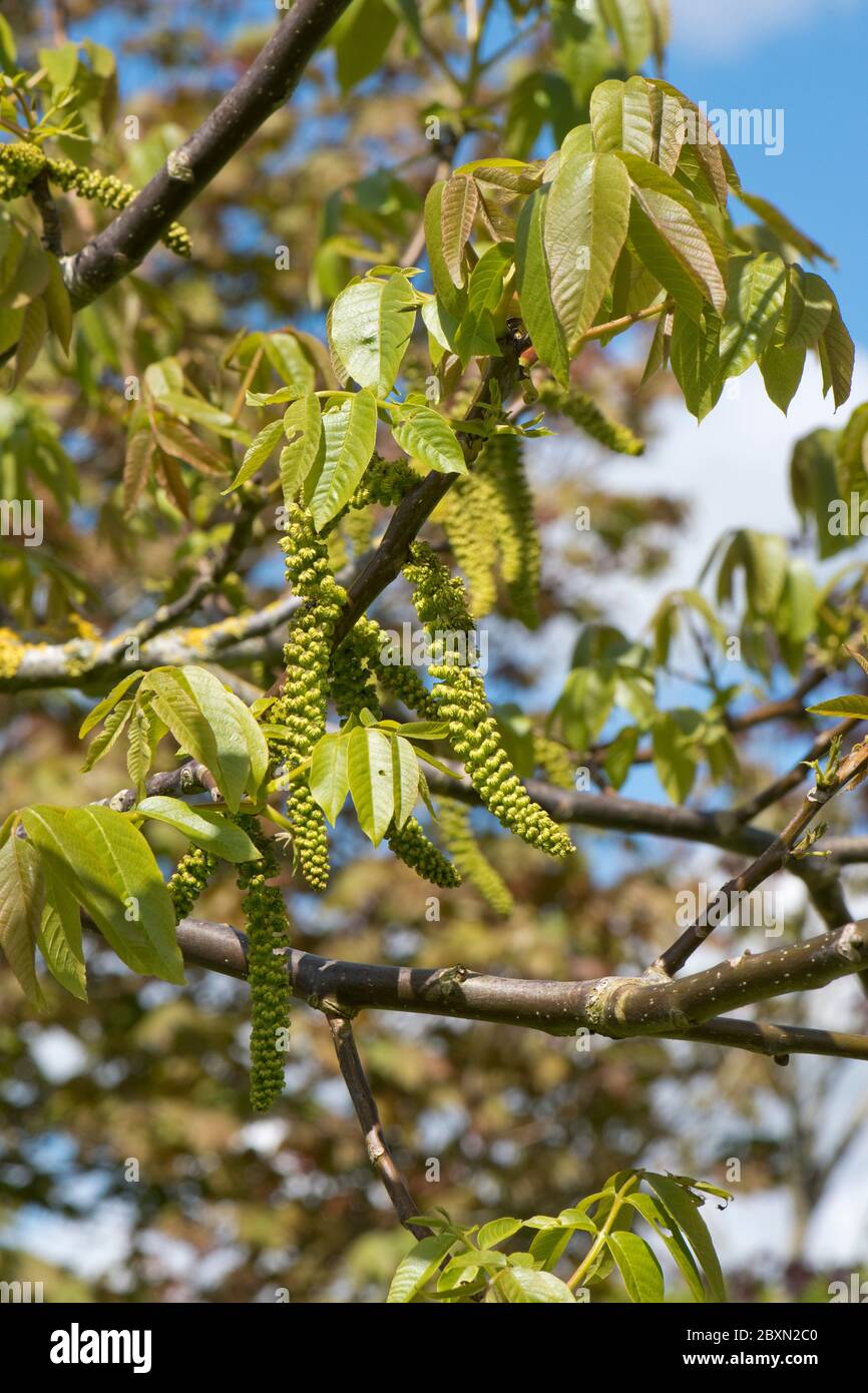 Male catkins on a walnut tree (Juglans regia) with young leaves in spring, Berkshire, May Stock Photo