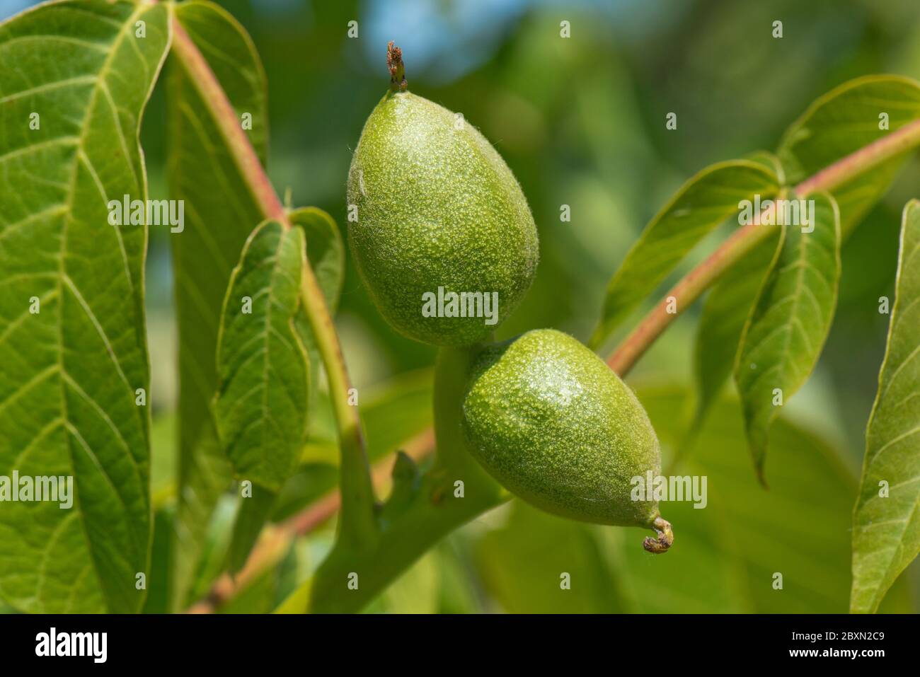 Young fruit from female flowers on a walnut tree (Juglans regia) with young leaves in spring, Berkshire, May Stock Photo