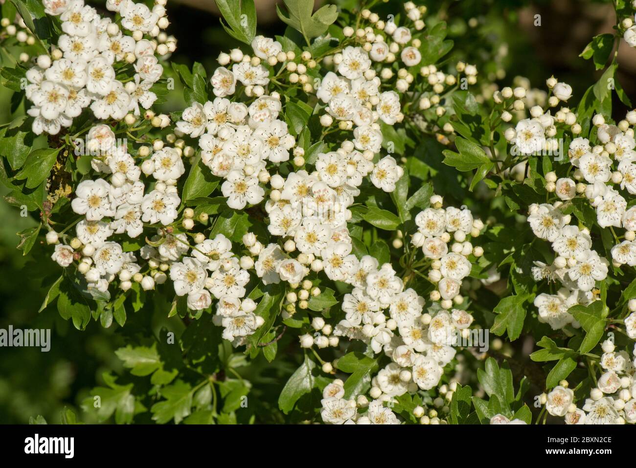 May or hawthorn blossom (Crataegus monogyna) white flowers on a small fragrant tree typical of spring, Berkshire, May Stock Photo