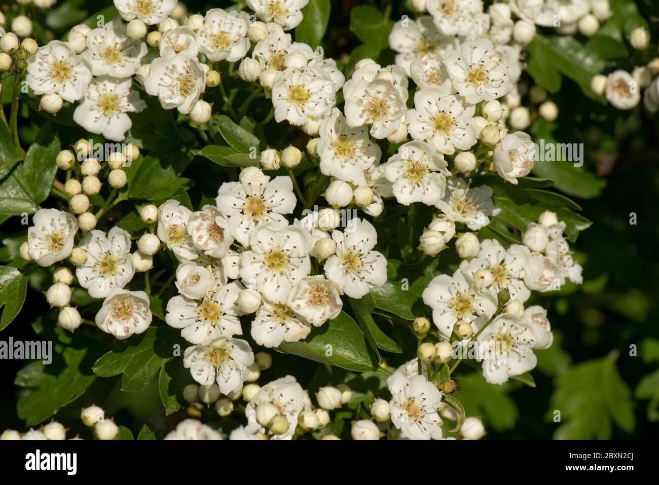 May or hawthorn blossom (Crataegus monogyna) white flowers on a small fragrant tree typical of spring, Berkshire, May Stock Photo