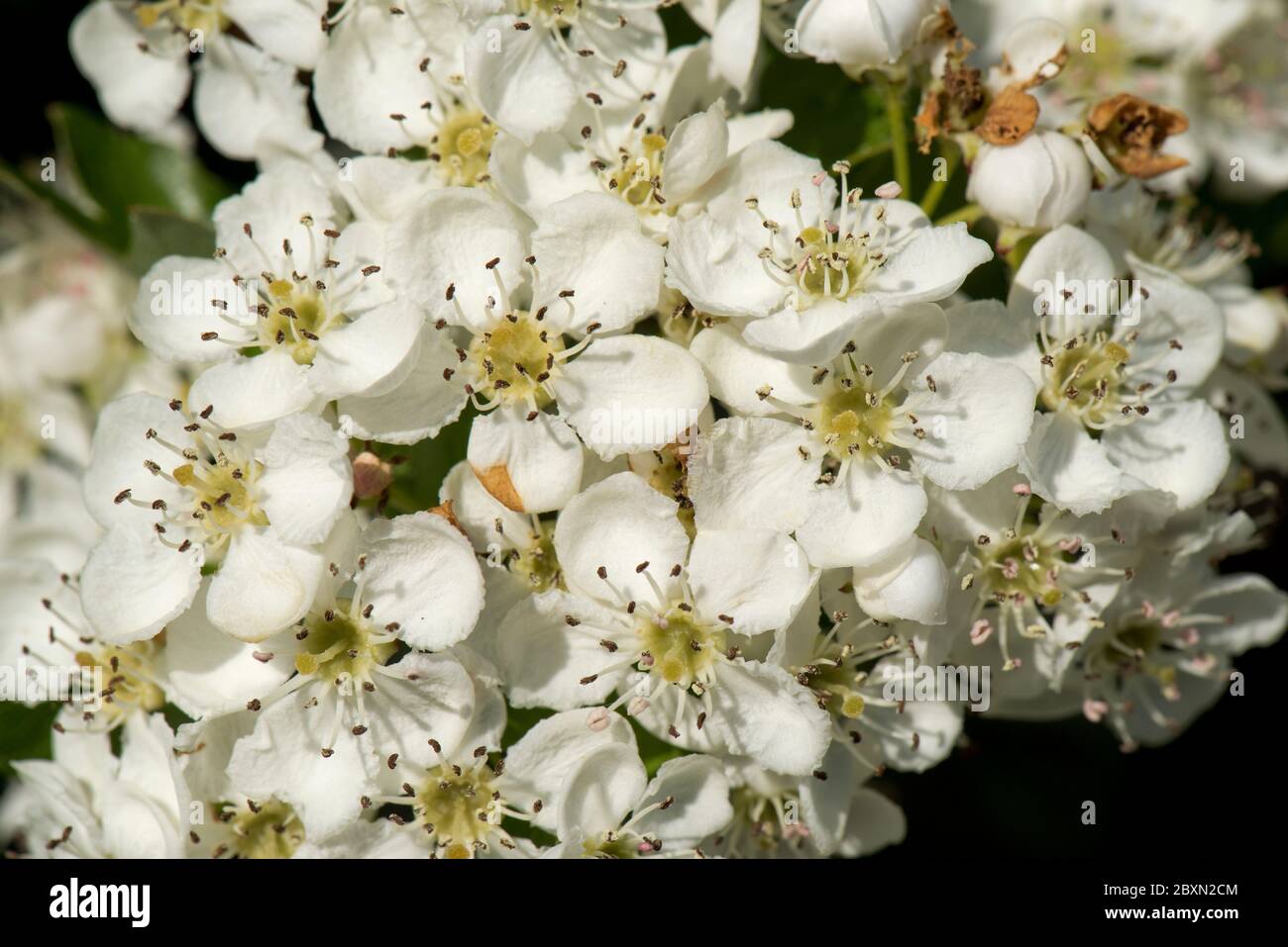 May or hawthorn blossom (Crataegus monogyna) white flowers on a small fragrant tree typical of spring, Berkshire, May Stock Photo