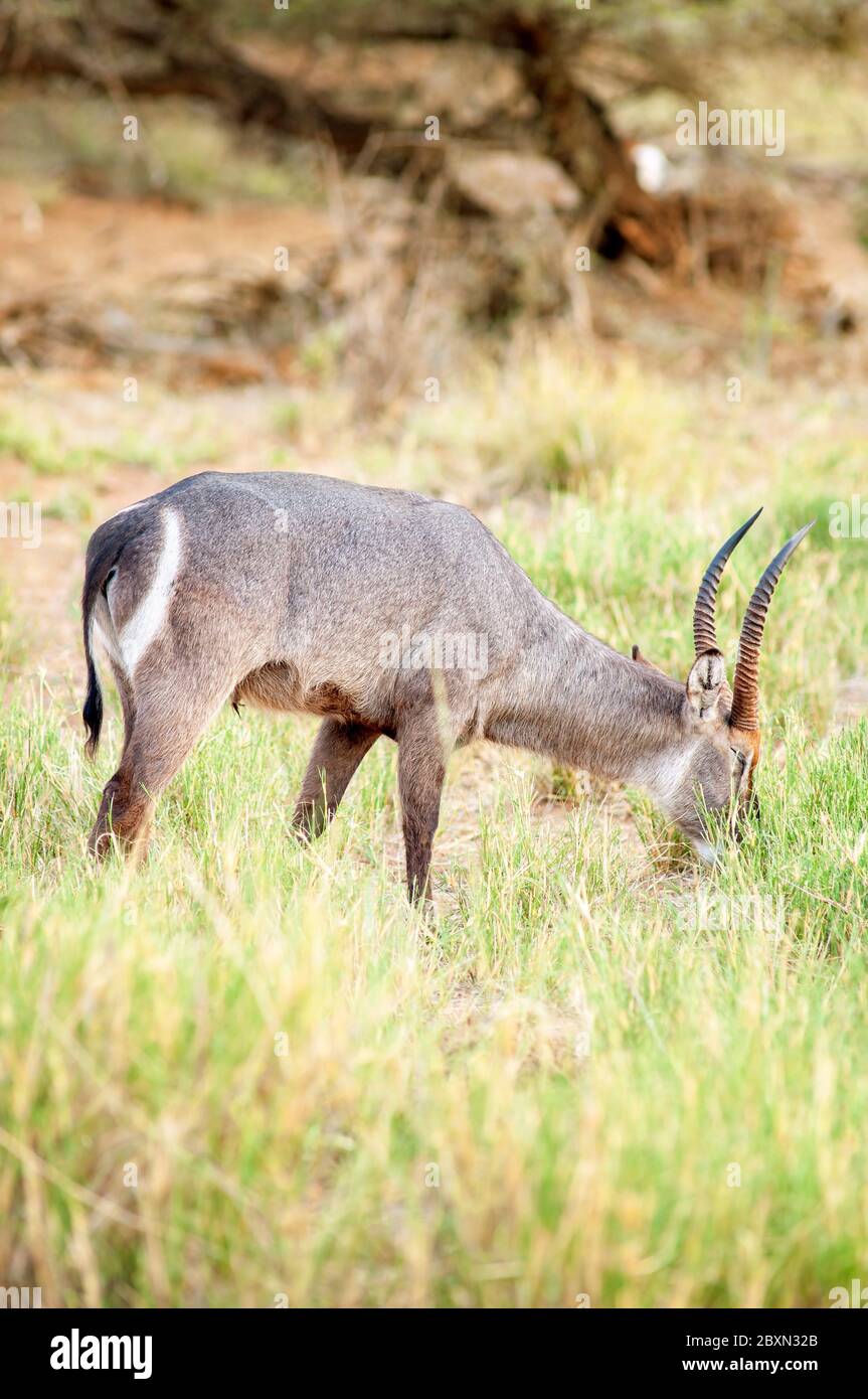 Waterbuck, Kobus ellipsiprymnus, male grazing at Samburu National Reserve. Kenya. Africa. Stock Photo