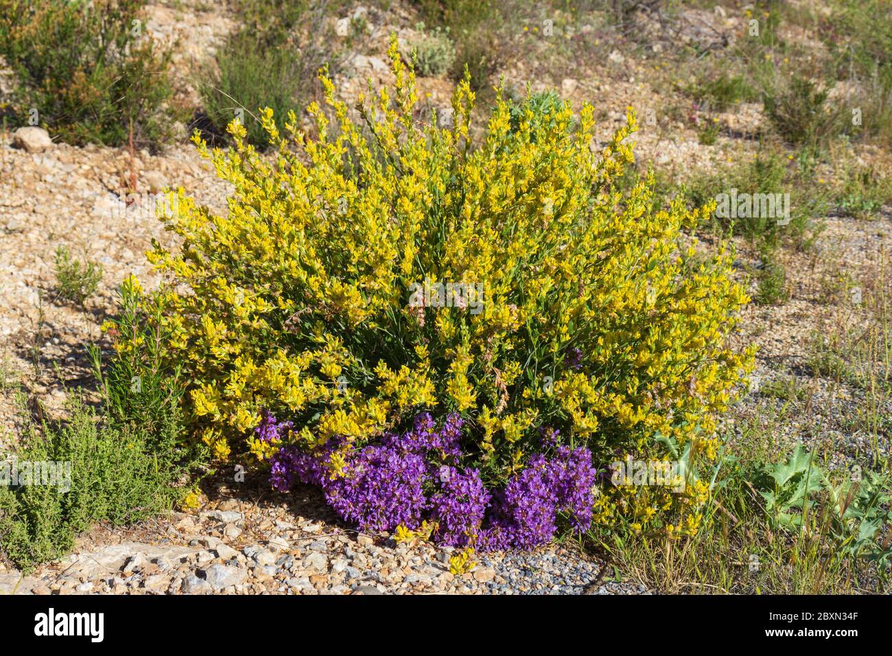 Genisteae,  Broom Plants of the Mediterranean Region Spain Stock Photo