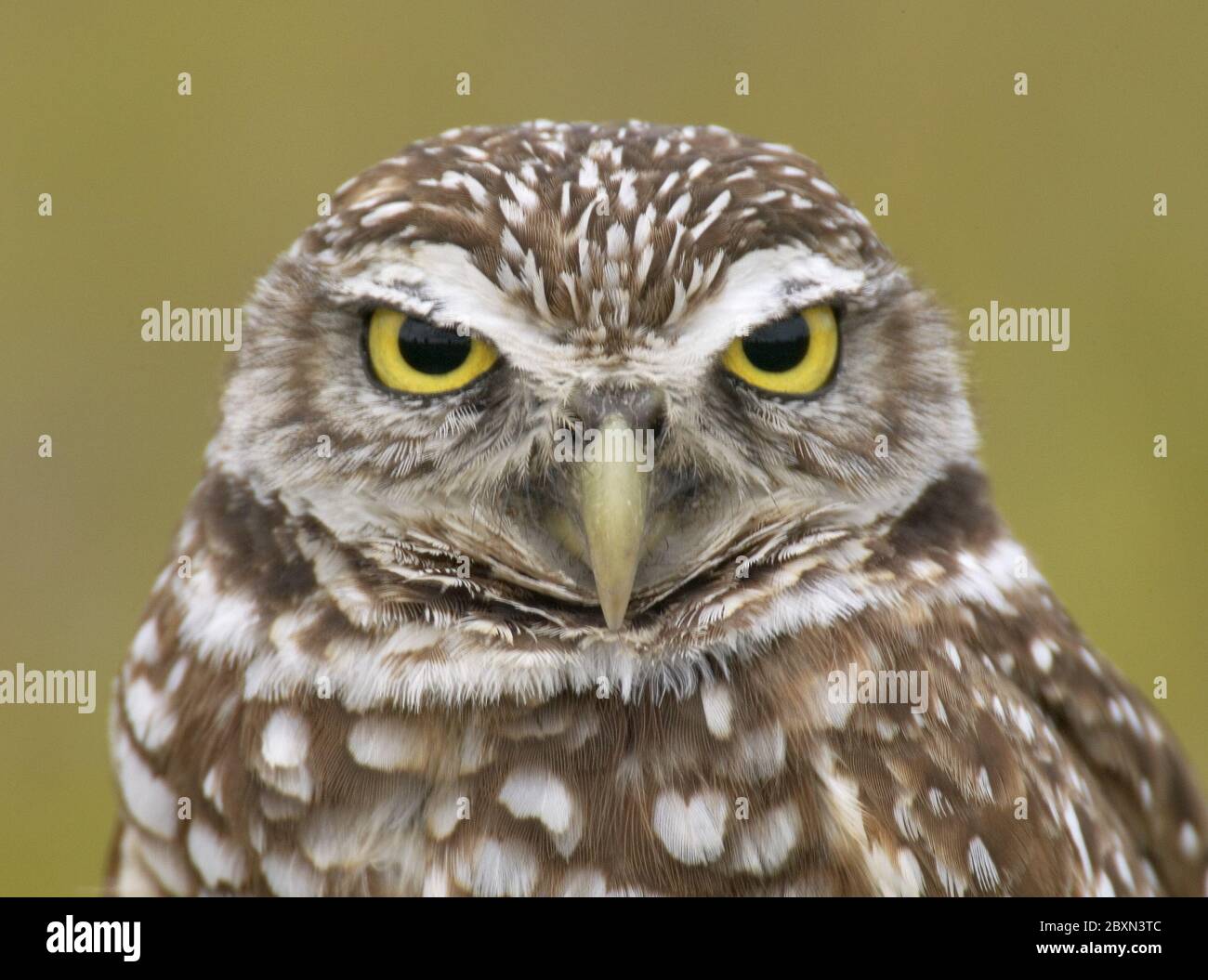 athene cunicularia, burrowing owl Stock Photo Alamy